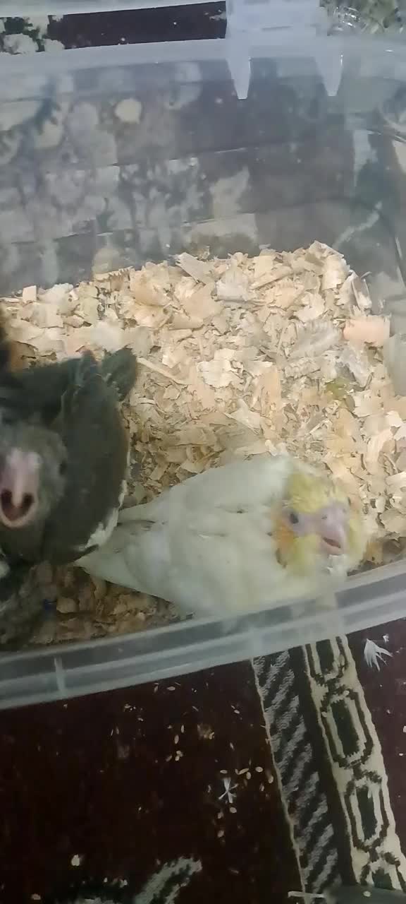 جوجه عروس هلندی وکوتوله برزیلی سرلاکی|پرنده|شیراز, شهرک رضوان|دیوار