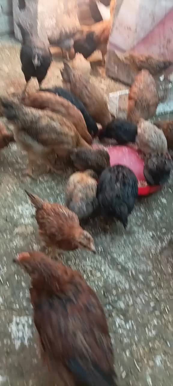 جوجه مرغ و خروس گلپایگانی سالم|حیوانات مزرعه|نیشابور, شهرک رسولی|دیوار