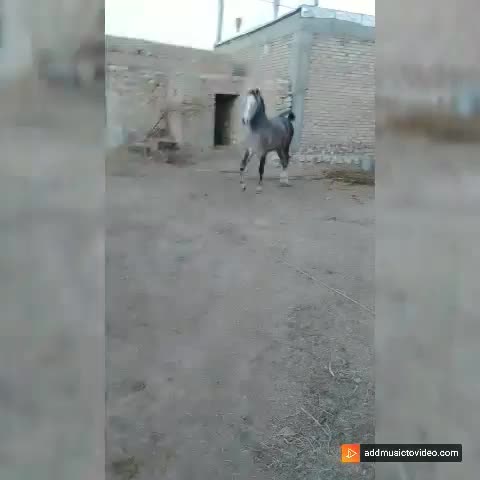 فروش کره اسب یک سر عرب|اسب و تجهیزات اسب‌سواری|میاندوآب, |دیوار