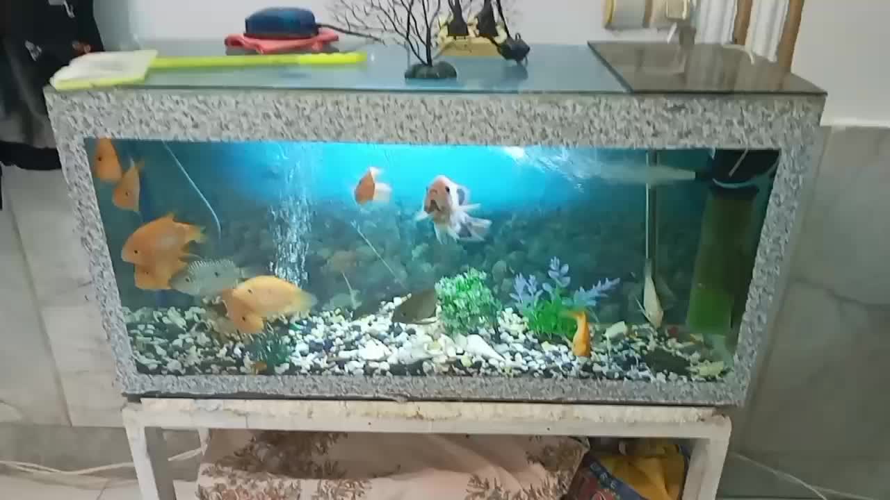 ماهی گوشتخوار|ماهی|مشهد, حضرت حجت|دیوار