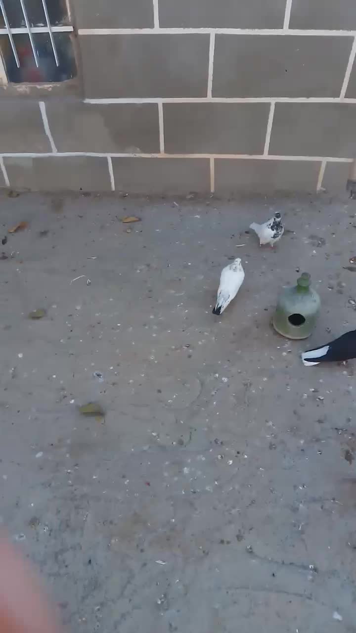 کبوتر غریب 3عدد|پرنده|ابهر, |دیوار