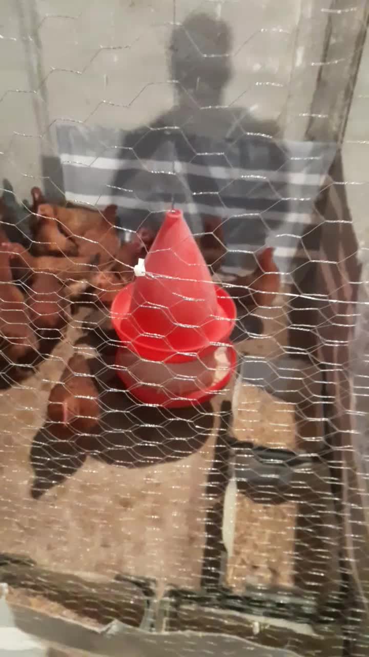 تخم نطفه دار گلپایگانی درصد نطفه بالا|حیوانات مزرعه|رباط‌کریم, حکیم آباد|دیوار