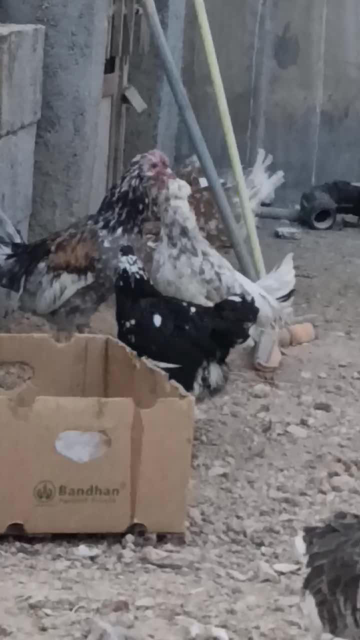 فروش مرغ و خروس گلین|حیوانات مزرعه|شاهینشهر, شهرک ردانی پور|دیوار