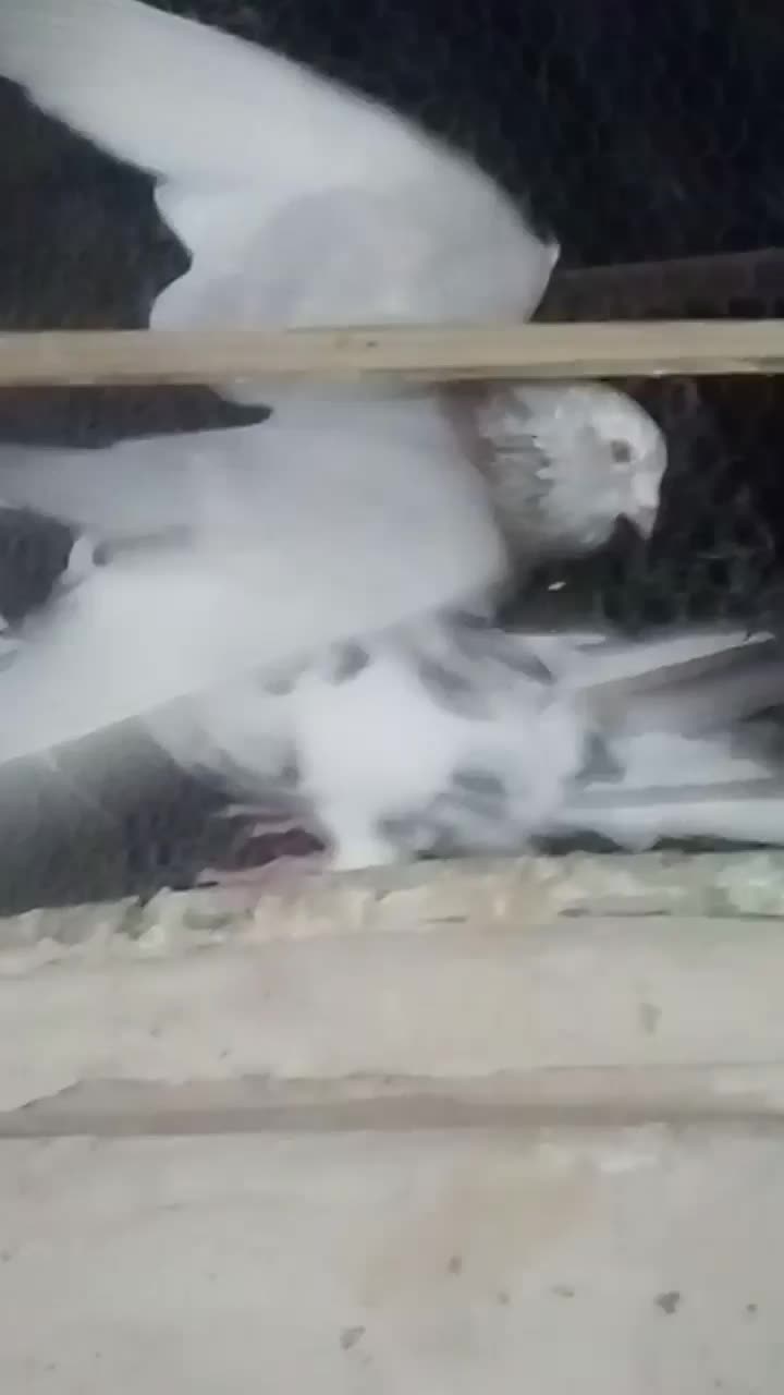 کبوتر  نر بلارو|پرنده|سراوان, |دیوار