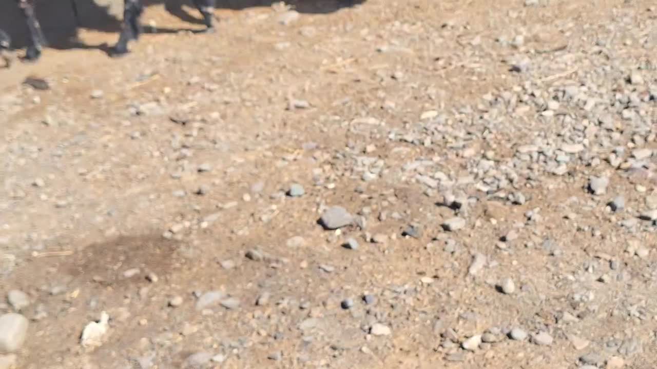 ۲ تا کره یک بره|حیوانات مزرعه|رفسنجان, |دیوار