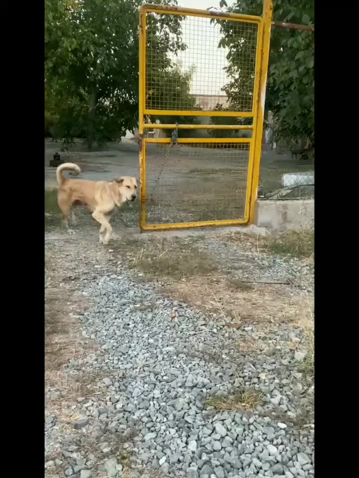 سگ عراقی|سگ|سلطانیه, |دیوار