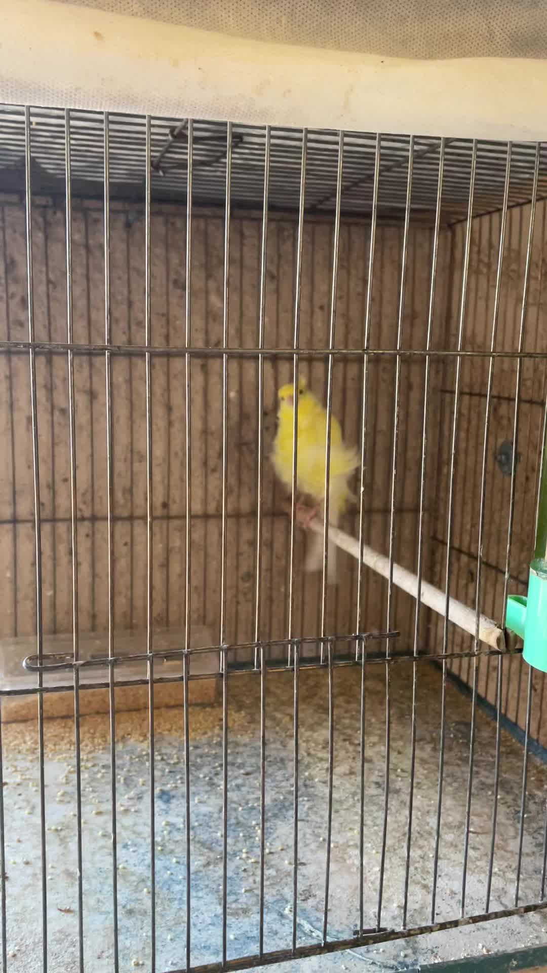 قناری فر نر|پرنده|تفت, |دیوار