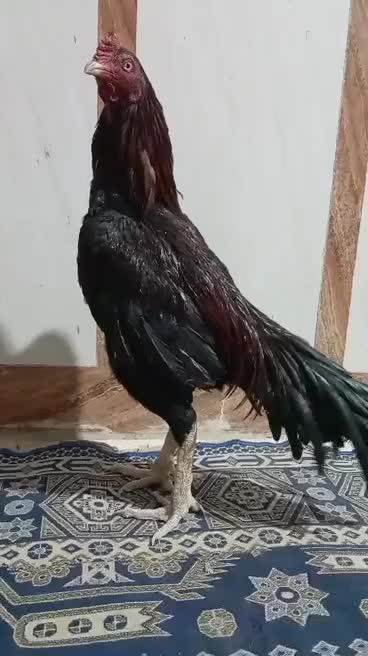 یه خروس بفروش میرس|حیوانات مزرعه|سراوان, |دیوار