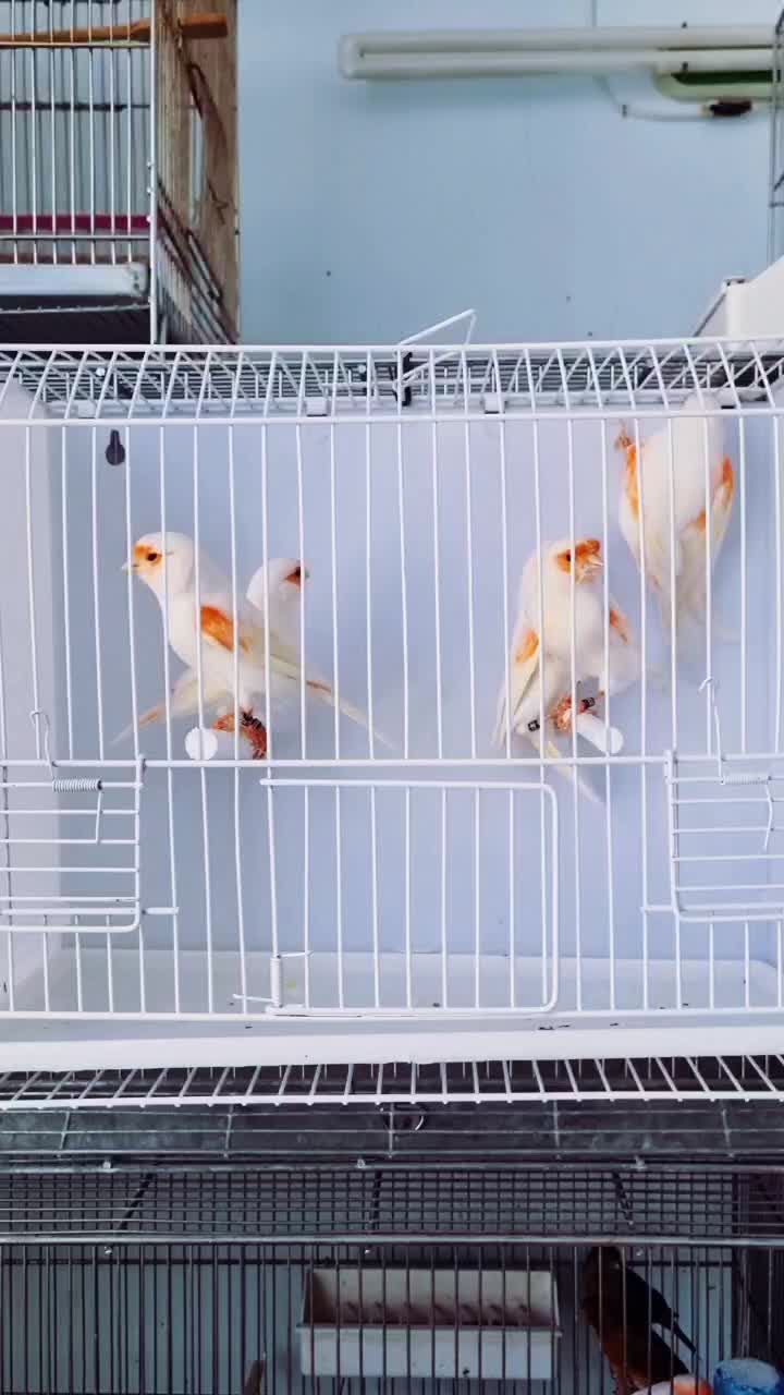 قناری ماده موزاییک|پرنده|تهران, توحید|دیوار