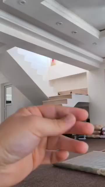 طوطی گرینچیک|پرنده|ایلام, |دیوار