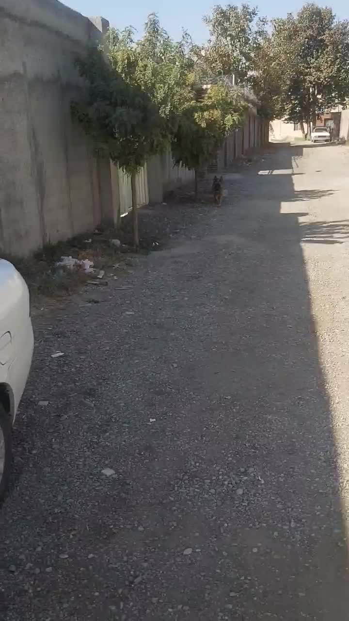 ژرمن شولاین ماده مو بلند|سگ|تهران, شهرک دریا|دیوار