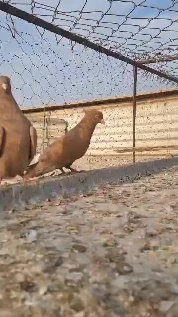 سلام فروش|پرنده|بهبهان, |دیوار