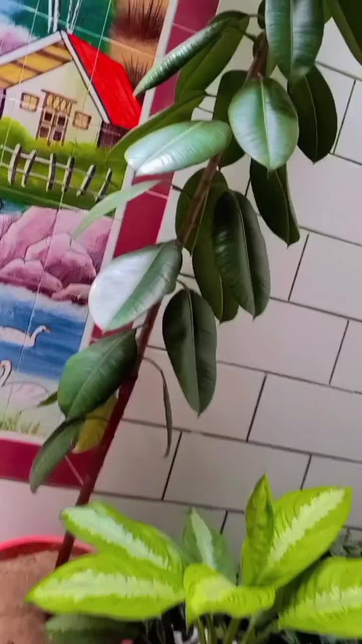 گل خانگی|گل و گیاه طبیعی|مارگون, |دیوار