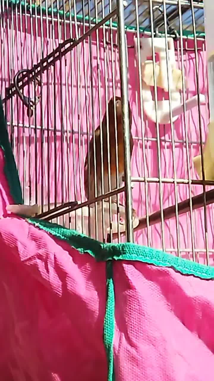 سهره قناری|پرنده|صحنه, |دیوار