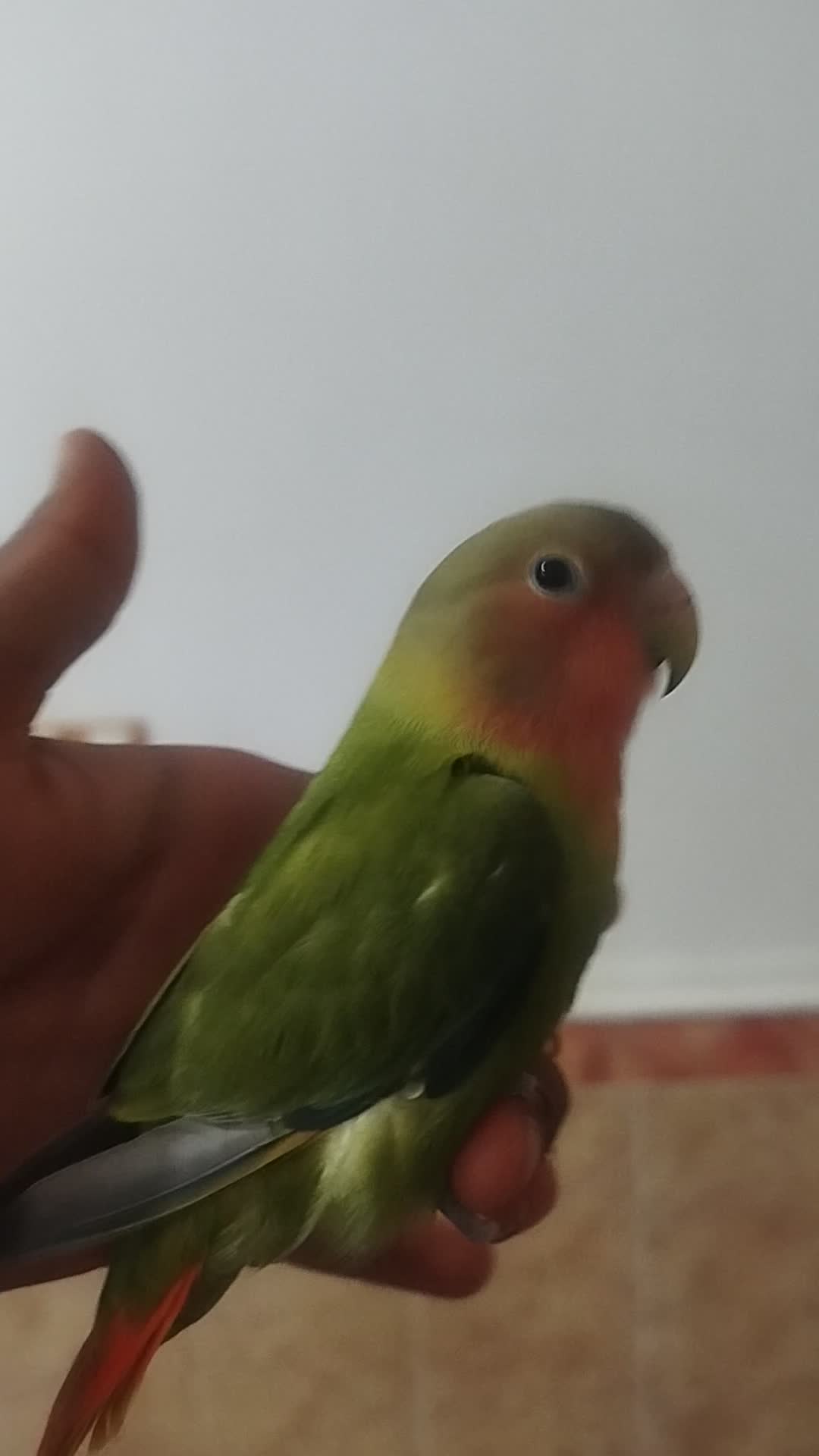 کوتوله برزیلی دستی|پرنده|فراشبند, |دیوار