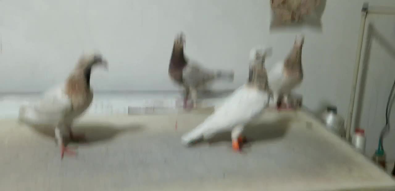 کبوتر سار سرور لکه دار خوش نقش|پرنده|مشهد, امیر المومنین|دیوار