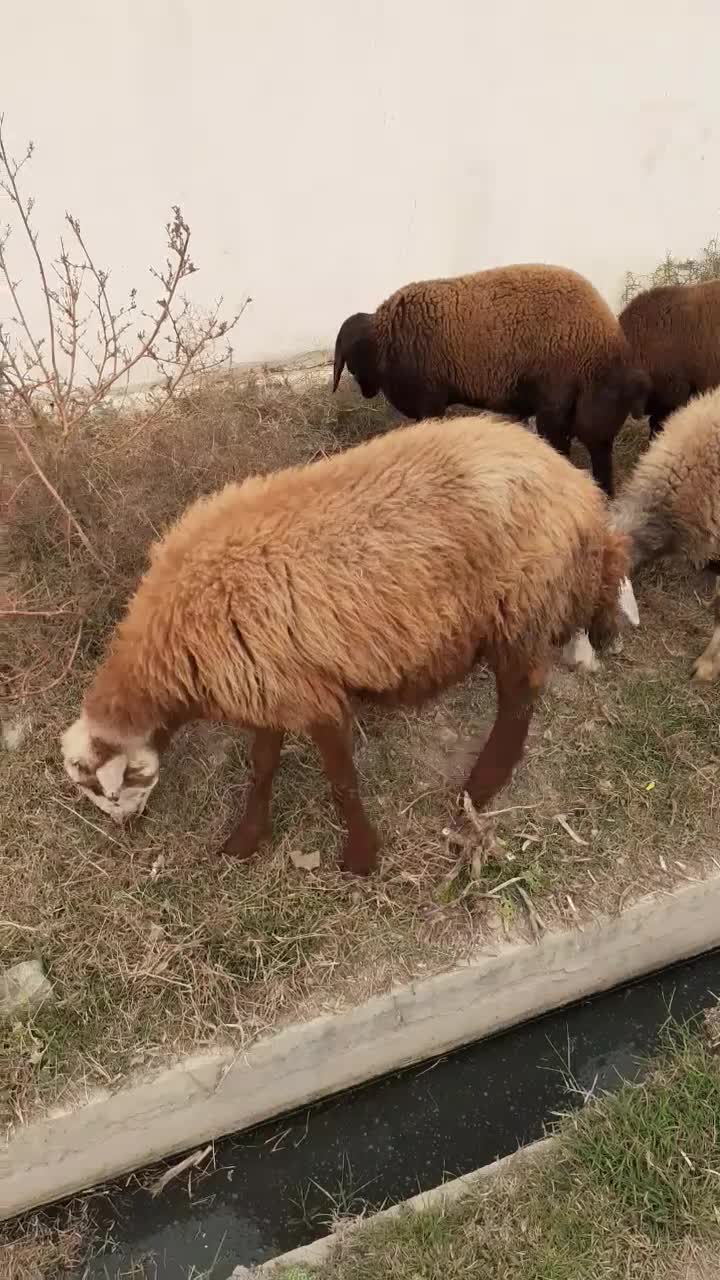 گوسفند و توقلی|حیوانات مزرعه|گمیشان, |دیوار