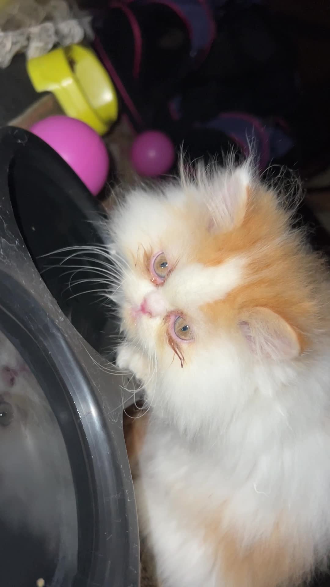 پرشین سوپر فلت نر و ماده|گربه|تهران, زیبادشت|دیوار