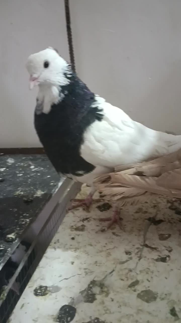 تسبیح کاردست کفتر کبوتر ساده خال|کلکسیون اشیاء عتیقه|تربتحیدریه, شهرک ولیعصر|دیوار