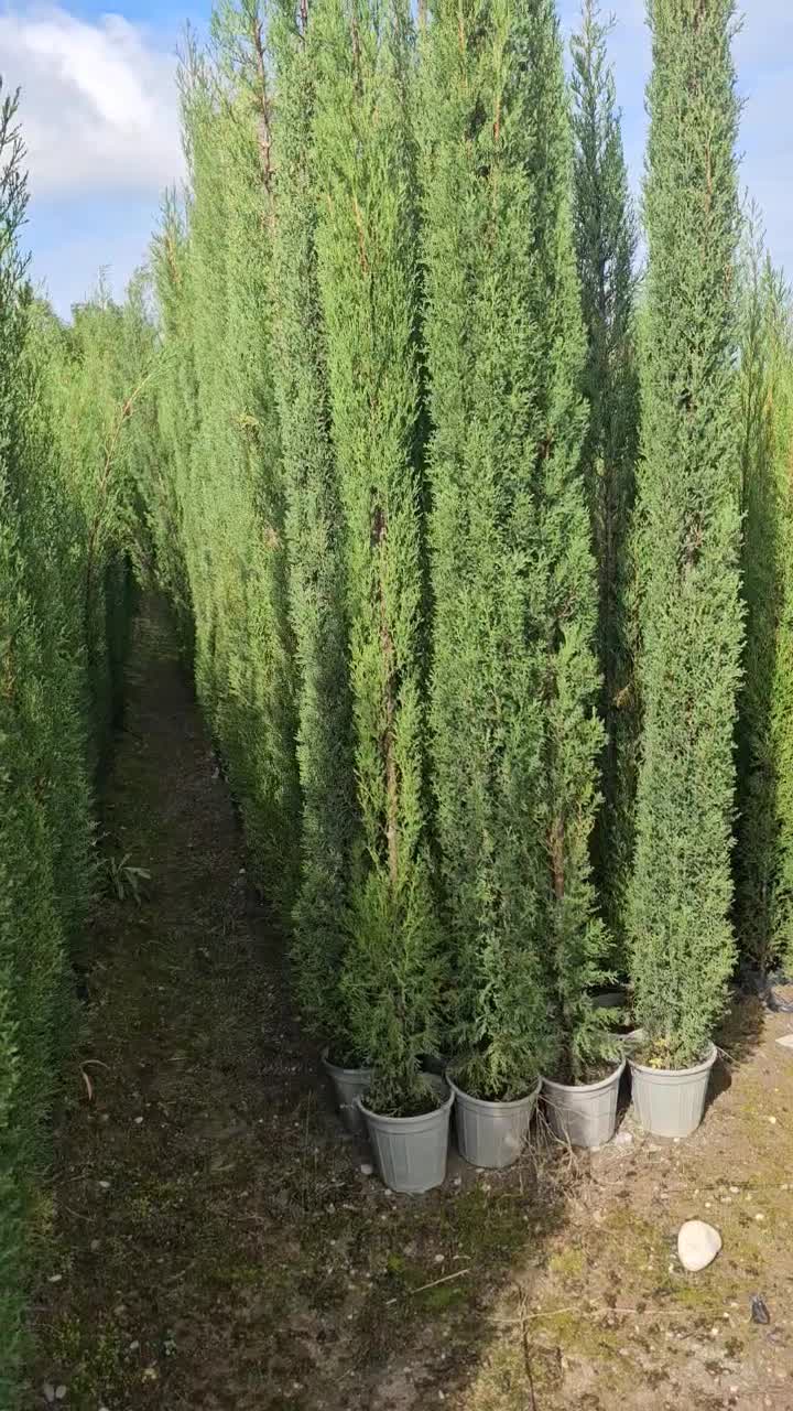 سرو شیرازی سرو ناز درجه ۱|خدمات باغبانی و درختکاری|نوشهر, |دیوار