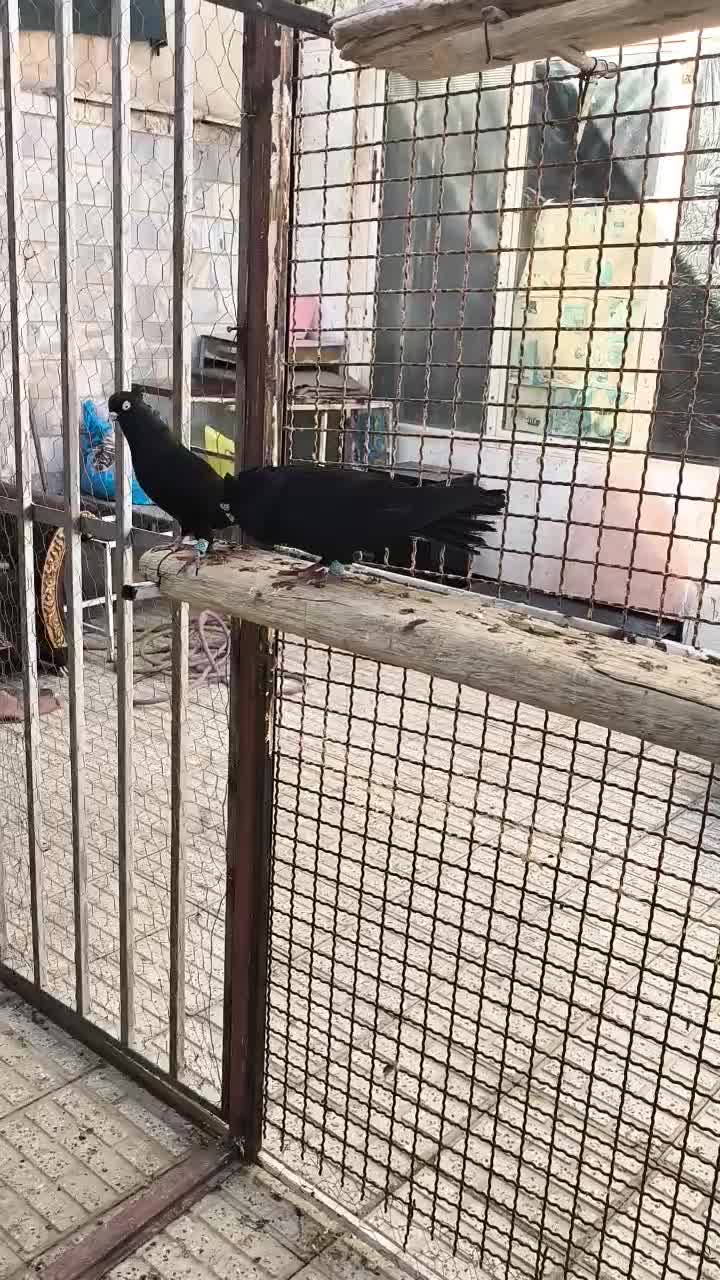 زاغ آبادانی اصیل واکسی|پرنده|شاهینشهر, فردوسی|دیوار