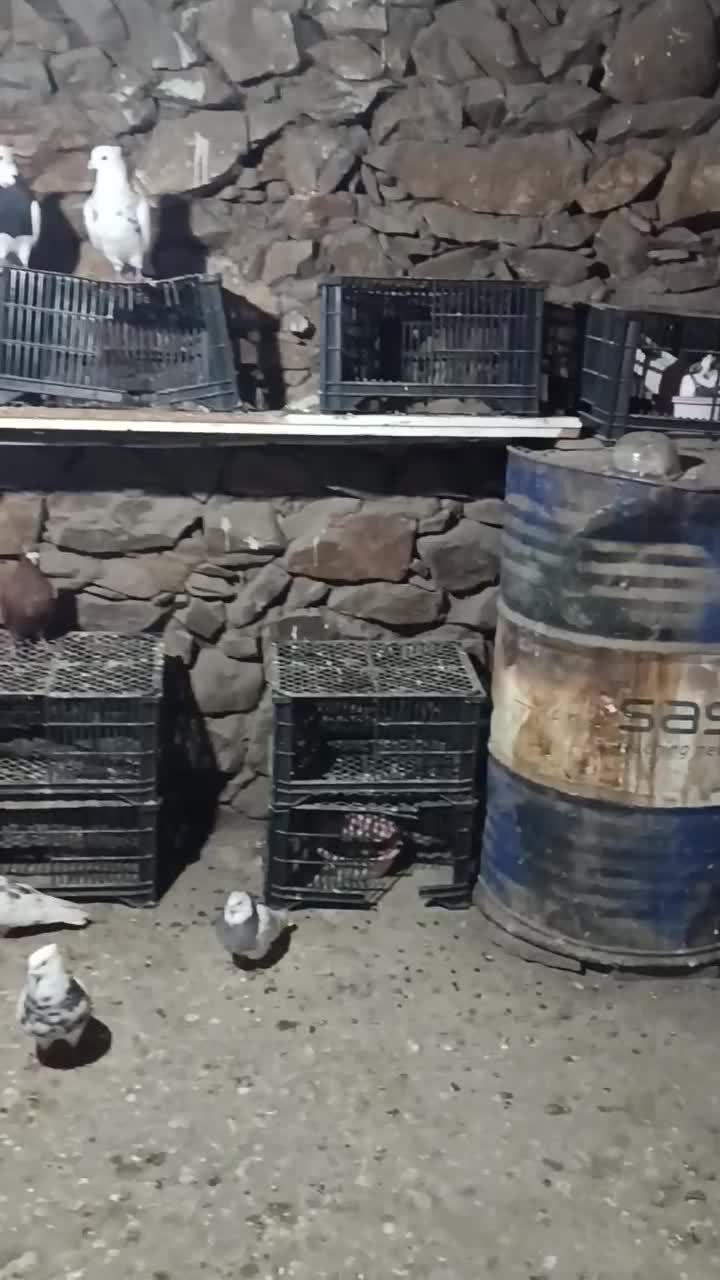 کبوتر|پرنده|مریوان, |دیوار