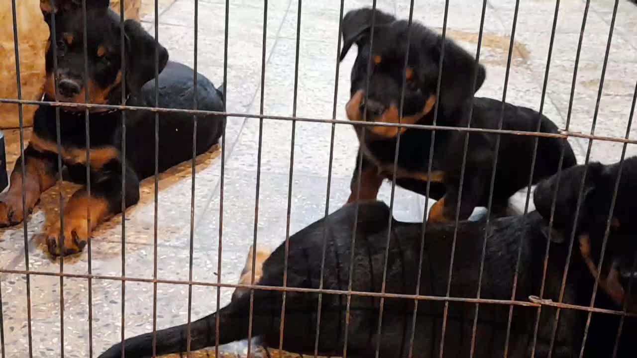 Rottweiler روتوایلر روتفایلر نگهبان دلقکی اروپایی|سگ|لاهیجان, جمهوری|دیوار