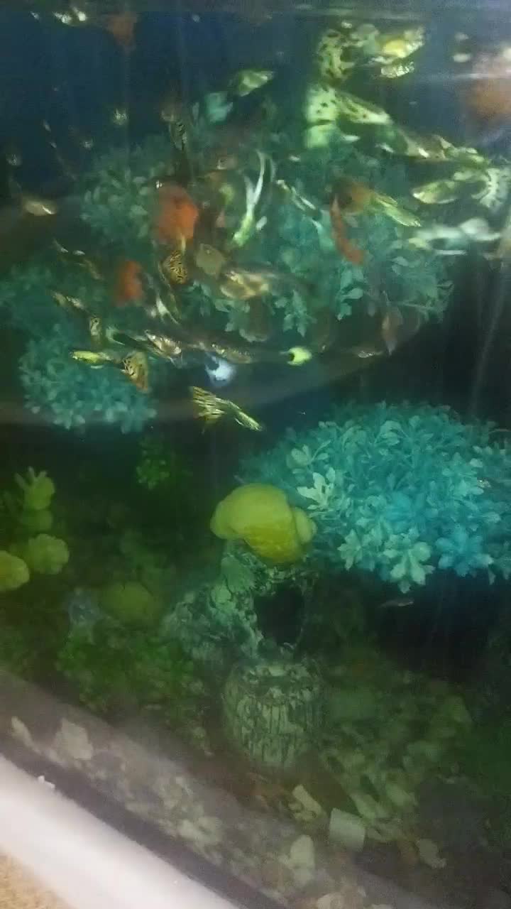 ماهی گوپی|ماهی|کنگاور, |دیوار