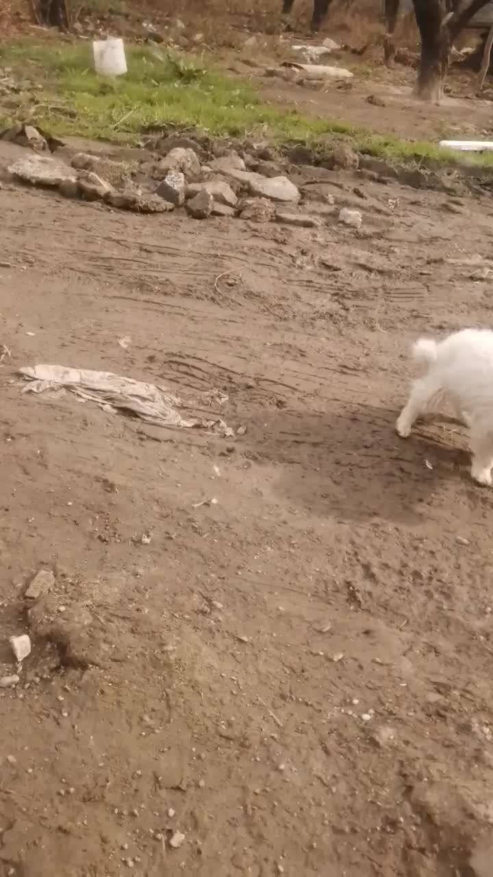 پاکوتا|سگ|دلند, |دیوار