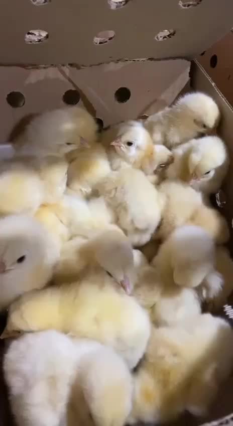 جوجه گوشتی راس پرواری|حیوانات مزرعه|قم, آزادگان|دیوار