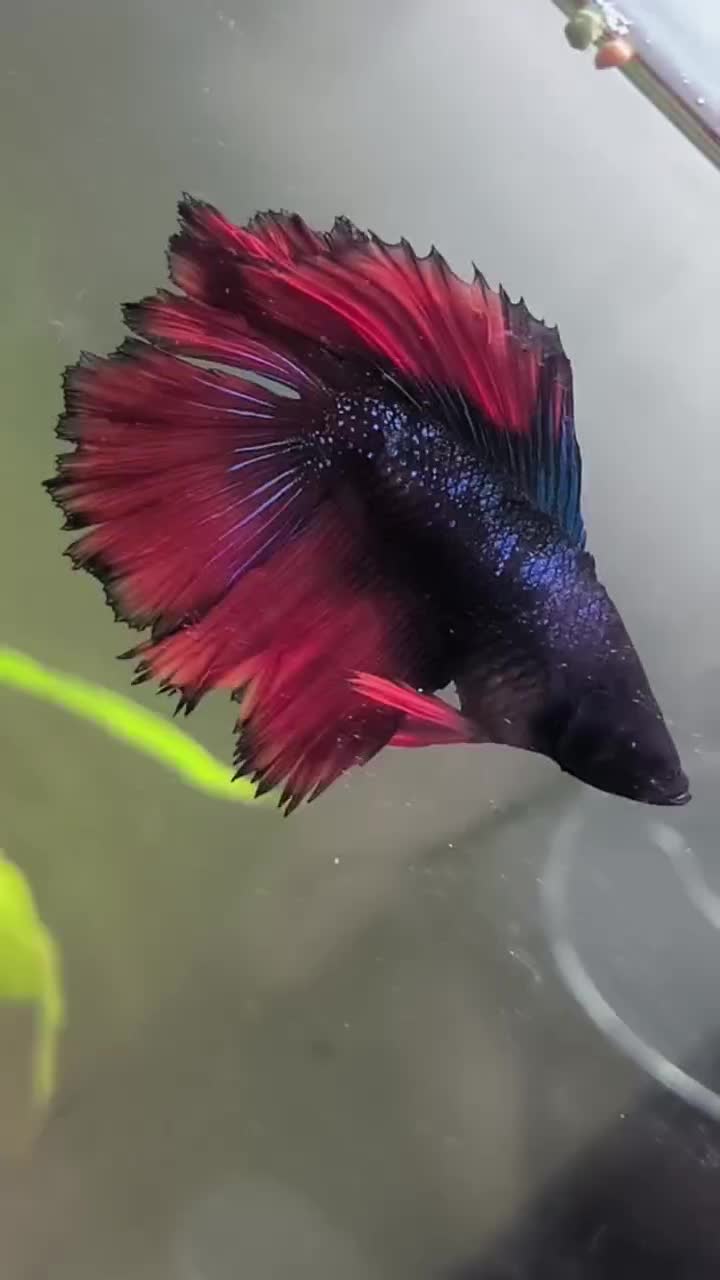 ماهی فایتر|ماهی|ماکو, |دیوار