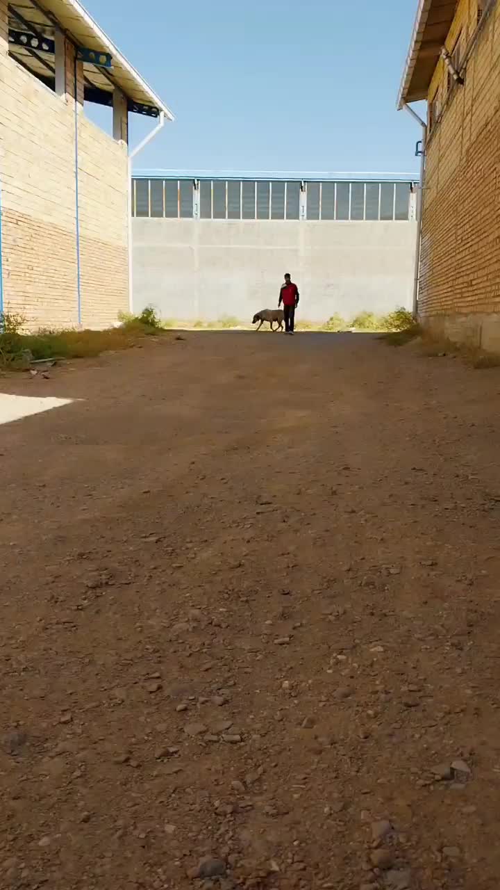 سگ ماده عراقی اصیل|سگ|صوفیان, |دیوار