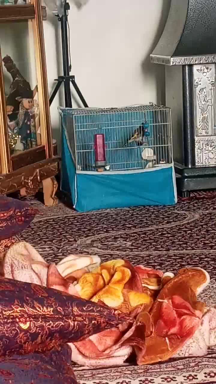 سره قناری.سره.قناری. معاوضه|پرنده|کرج, خرمدشت|دیوار