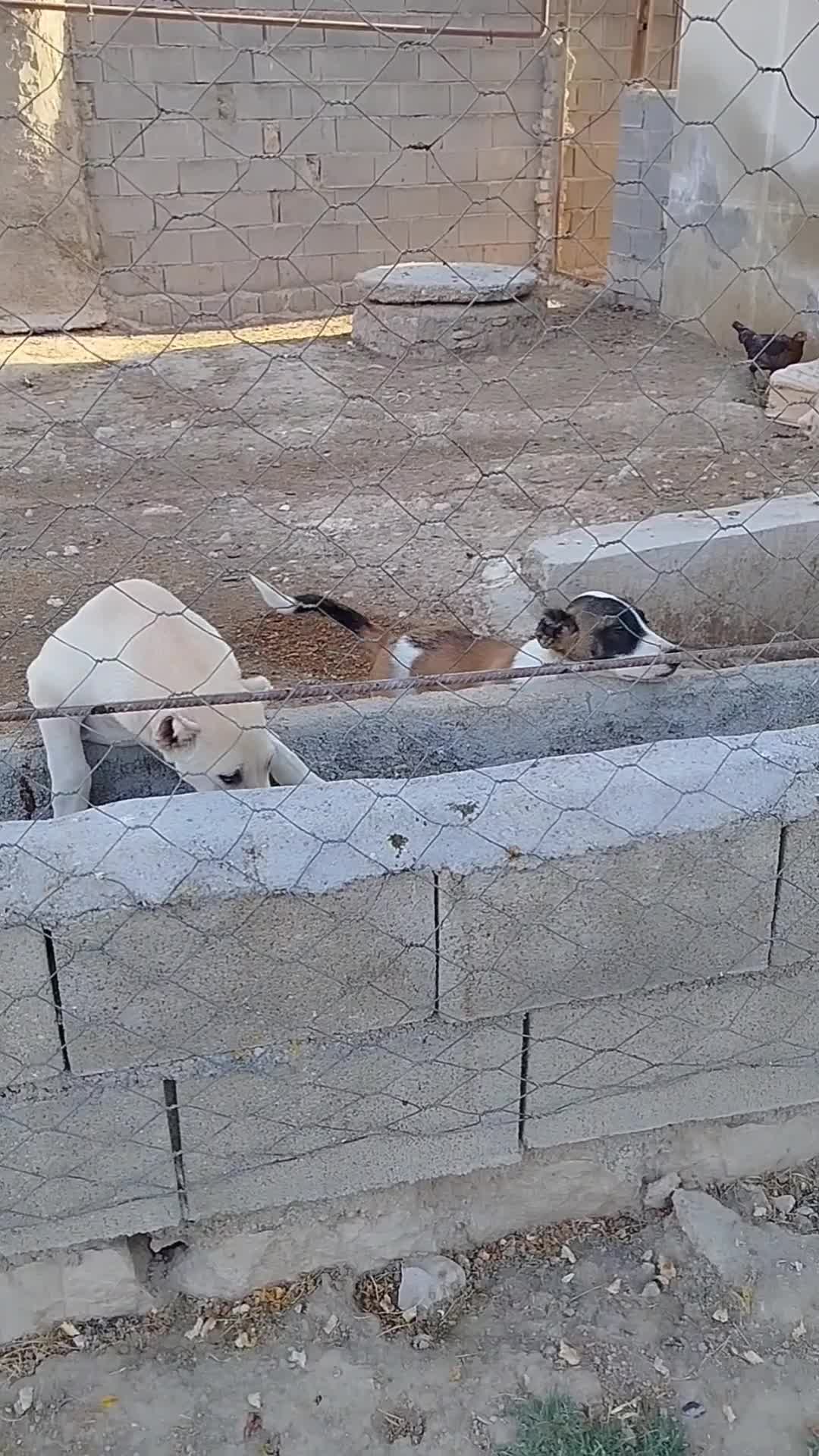 توله نر خراسانی|سگ|آشخانه, |دیوار