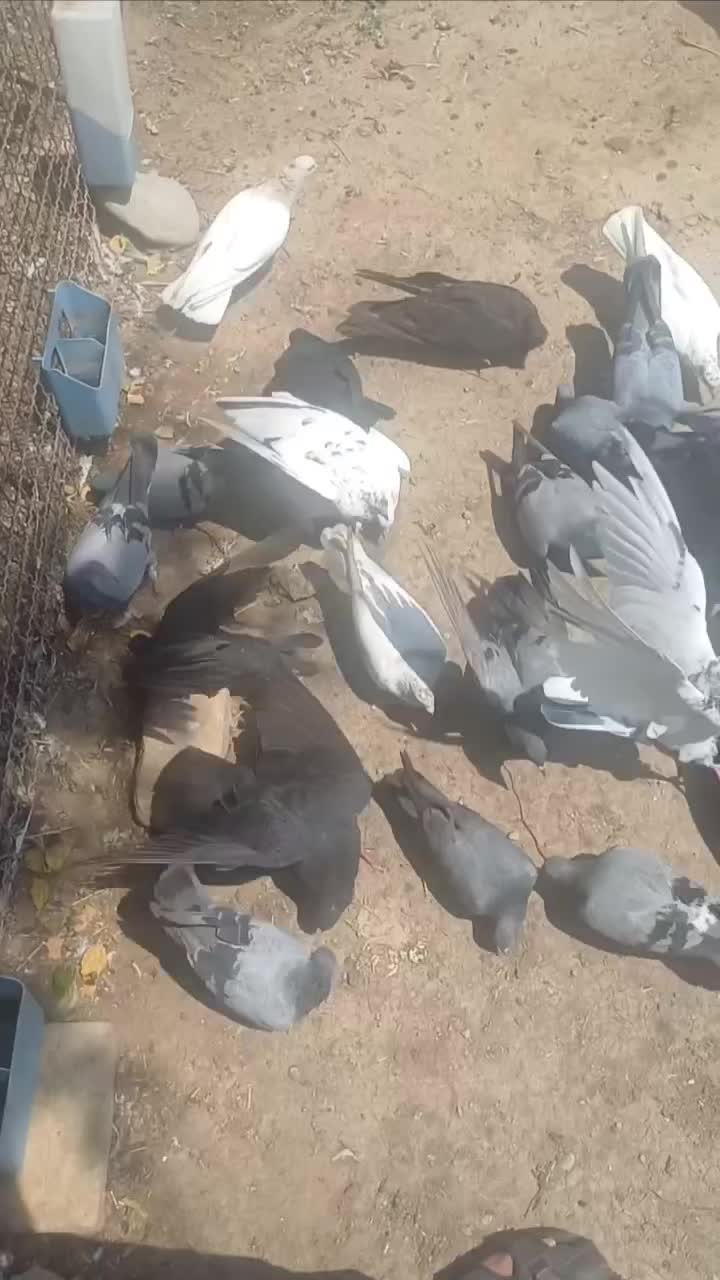 فروش بیله کفتر|پرنده|جیرفت, |دیوار