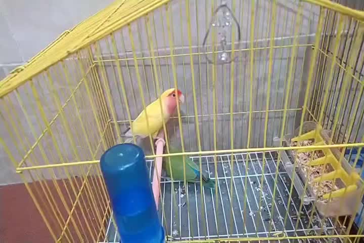 طوطی برزیلی صورت هوایی|پرنده|قم, انسجام|دیوار