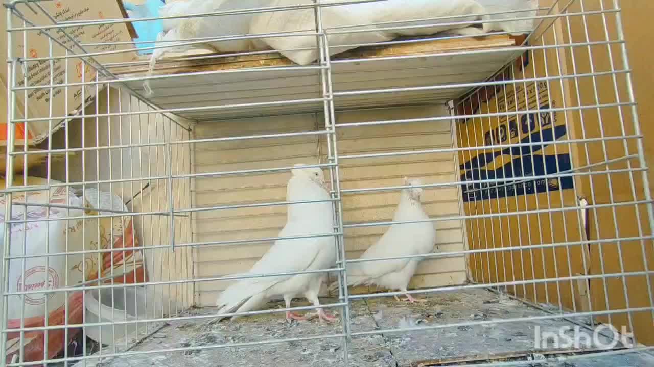 مایه کفترهای بعدازظهری کاشان|پرنده|کاشان, میدانگاه آقا|دیوار