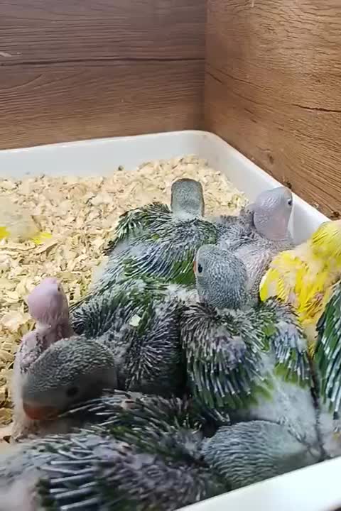 فروش انواع طوطی سانان|پرنده|قم, انسجام|دیوار