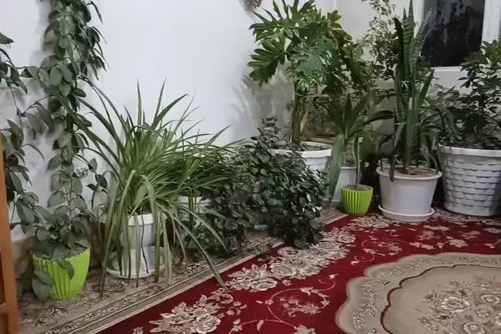 فروش گل طبیعی|گل و گیاه طبیعی|فلاورجان, |دیوار