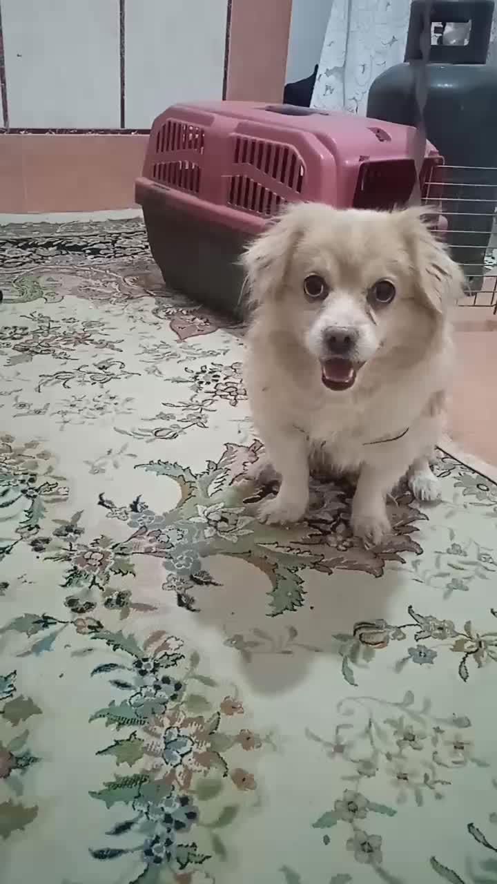 سگ،|سگ|زاهدان, |دیوار