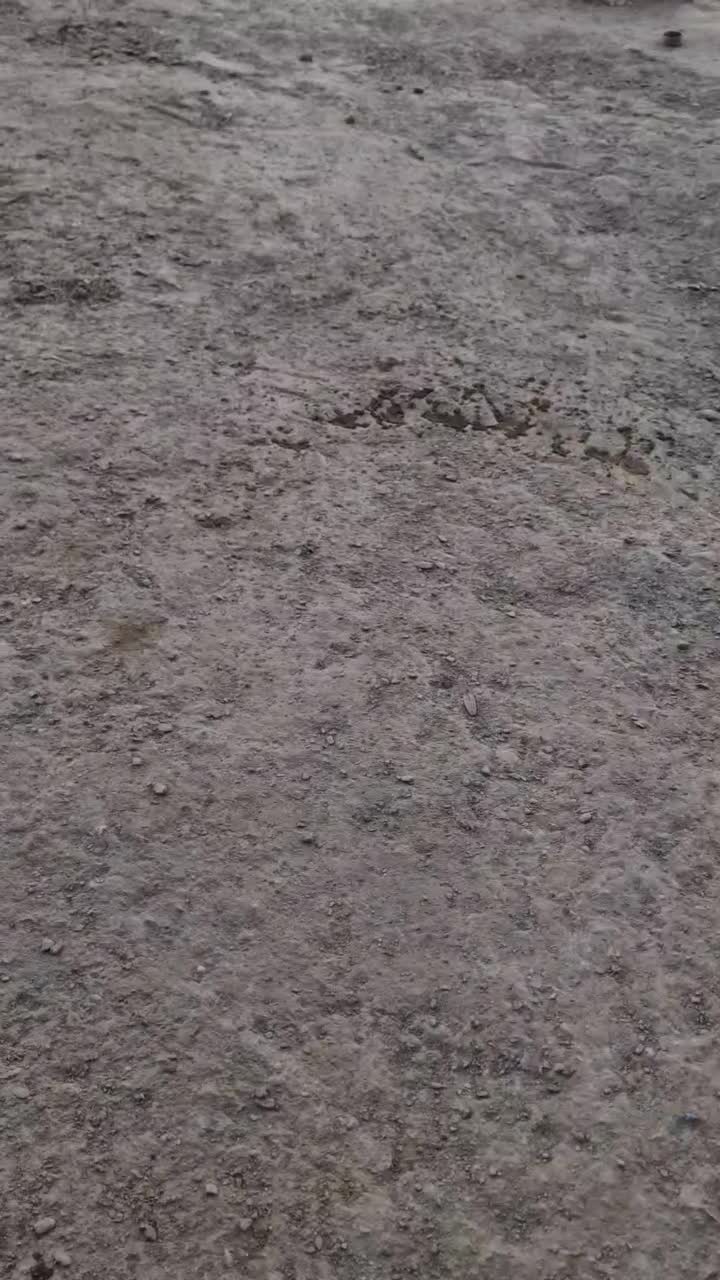 خروس اصیل ضمانتی|حیوانات مزرعه|سراوان, |دیوار