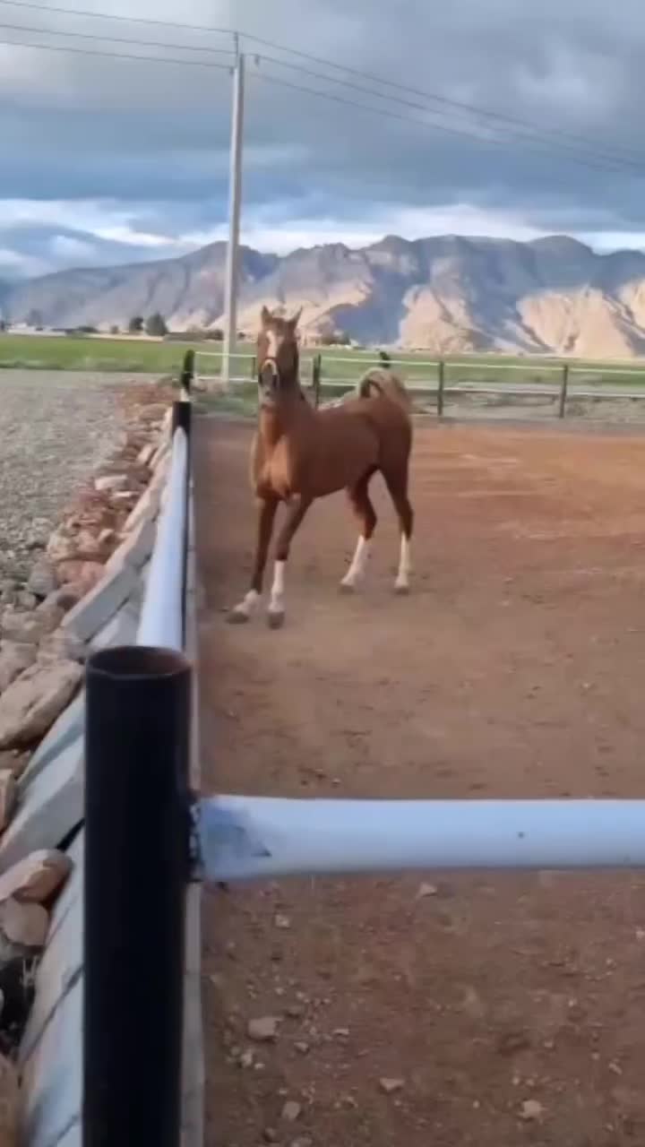 اسب|اسب و تجهیزات اسب‌سواری|مرودشت, رامجرد یک|دیوار