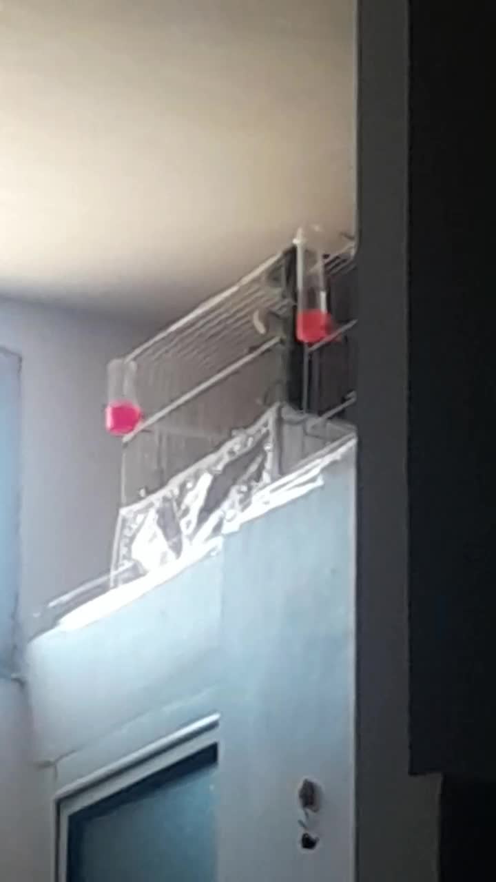 قناری جوفت رویی توخم|پرنده|مشهد, رباط طرق|دیوار