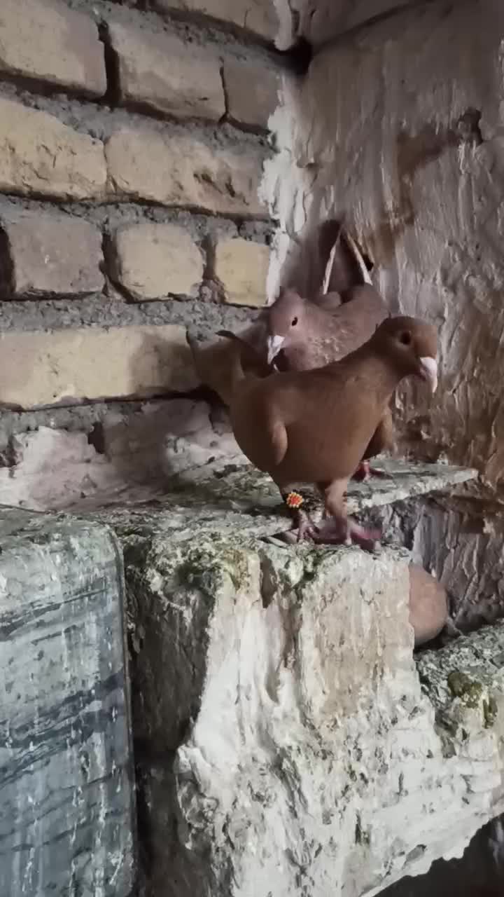 جفت زرد کرمانی کاکلی|پرنده|تربتحیدریه, پائین ولایت|دیوار