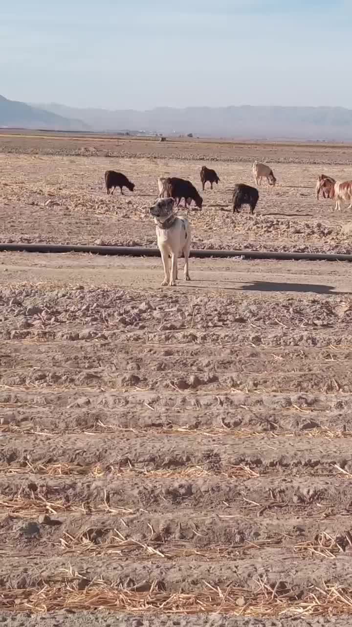 سگ گله ای|سگ|قائن, |دیوار