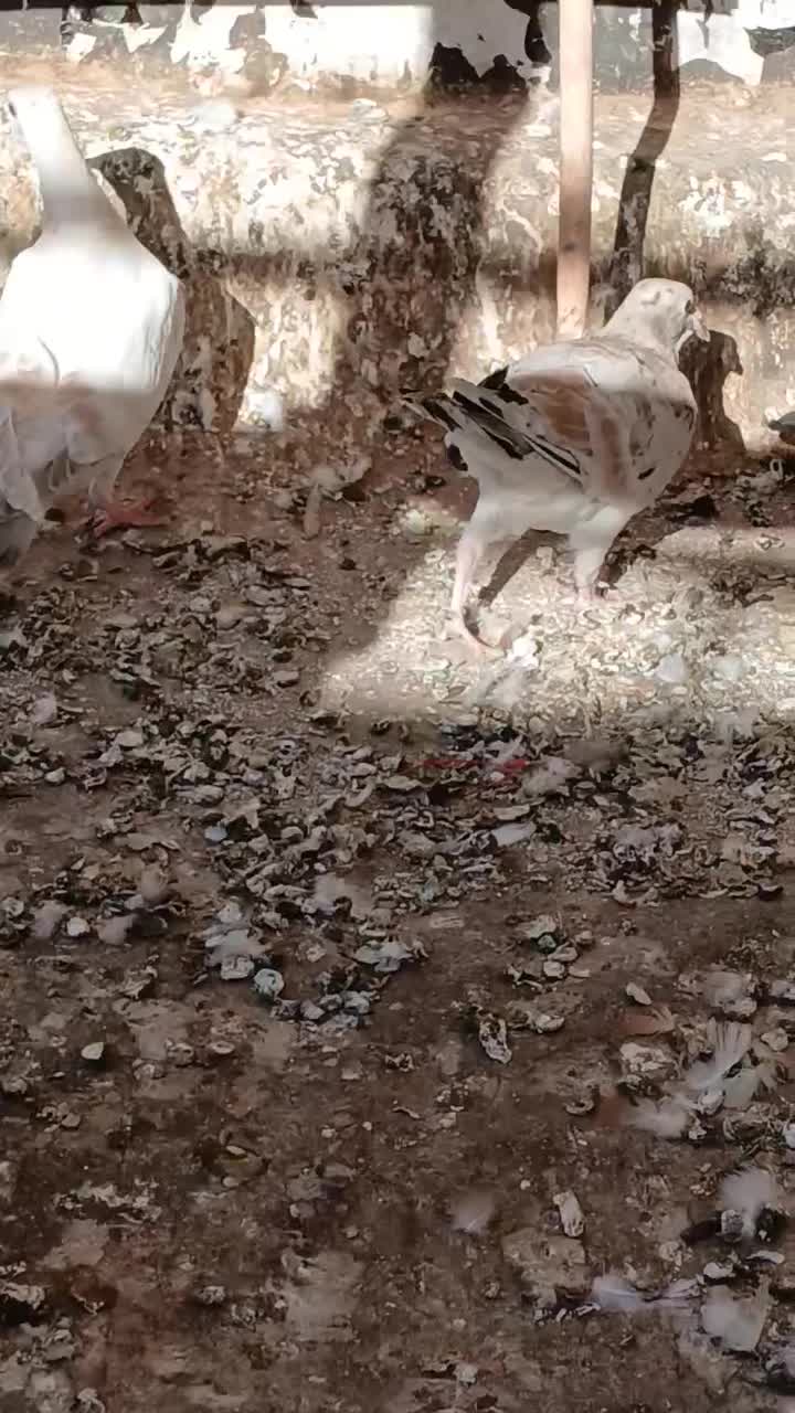 خطی مغلف|پرنده|اقبالیه, |دیوار