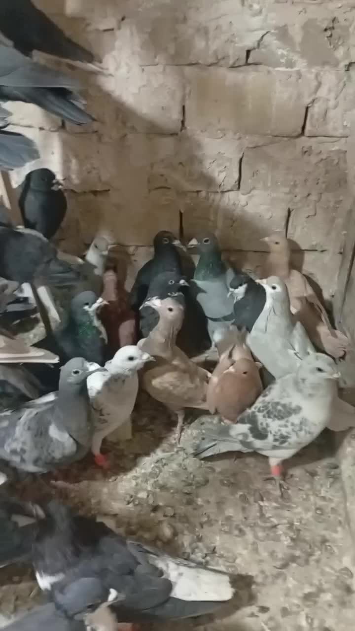 کفتر|پرنده|تربت‌حیدریه, آغوی|دیوار