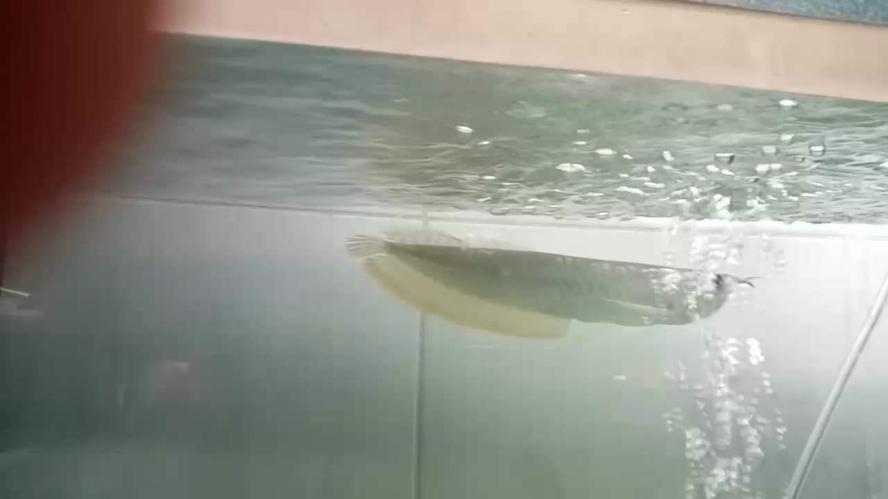 آروانا سیلور|ماهی|ارومیه, |دیوار