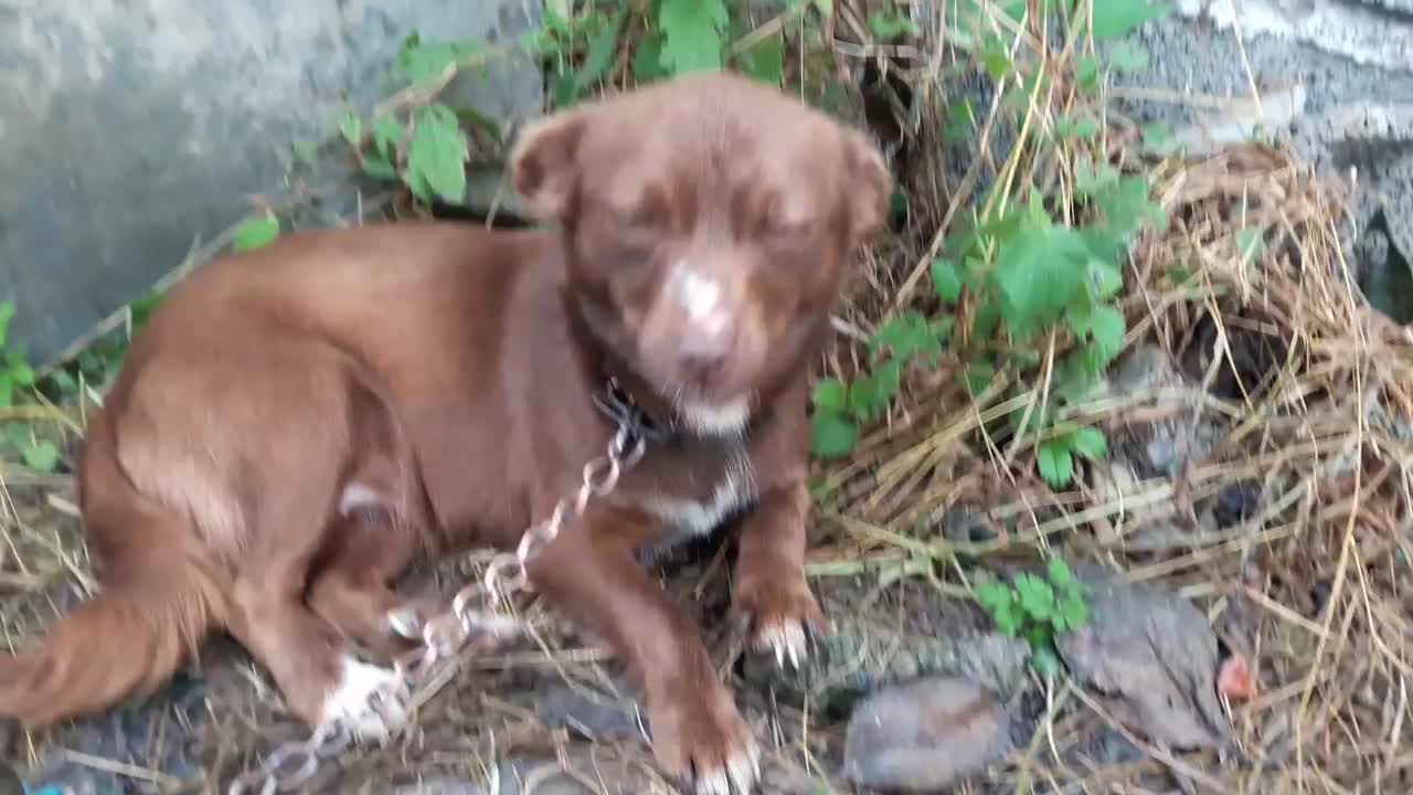 سگ پاکوتاه گیرنده و حرف گوش کن نژاد چی واوا|سگ|تنکابن, |دیوار