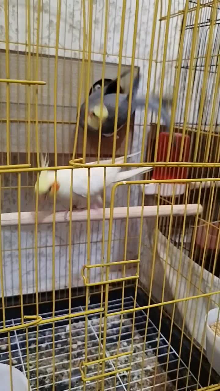 یه جفت عروس هلندی مولد با ضمانت|پرنده|فردوسیه, |دیوار